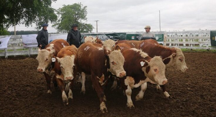 Fuerte aumento de las vacas disimuló los precios de las categorías de consumo