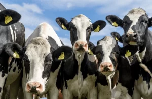 Cambio histórico para la industria bovina: eliminan la marca a fuego para el ganado