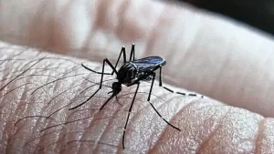 El uso del repelente es clave para prevenir la propagación del dengue