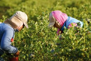 Unos 900 trabajadores frutícolas reciben ayuda económica de la provincia