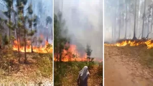 Bomberos y vecinos combaten importante incendio forestal en Concordia